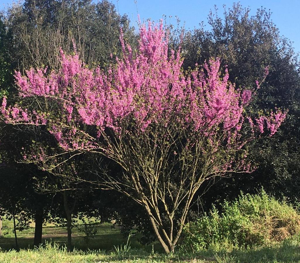 Resort Giardino Degli Aranci - Casa Lisca Baronissi Kültér fotó